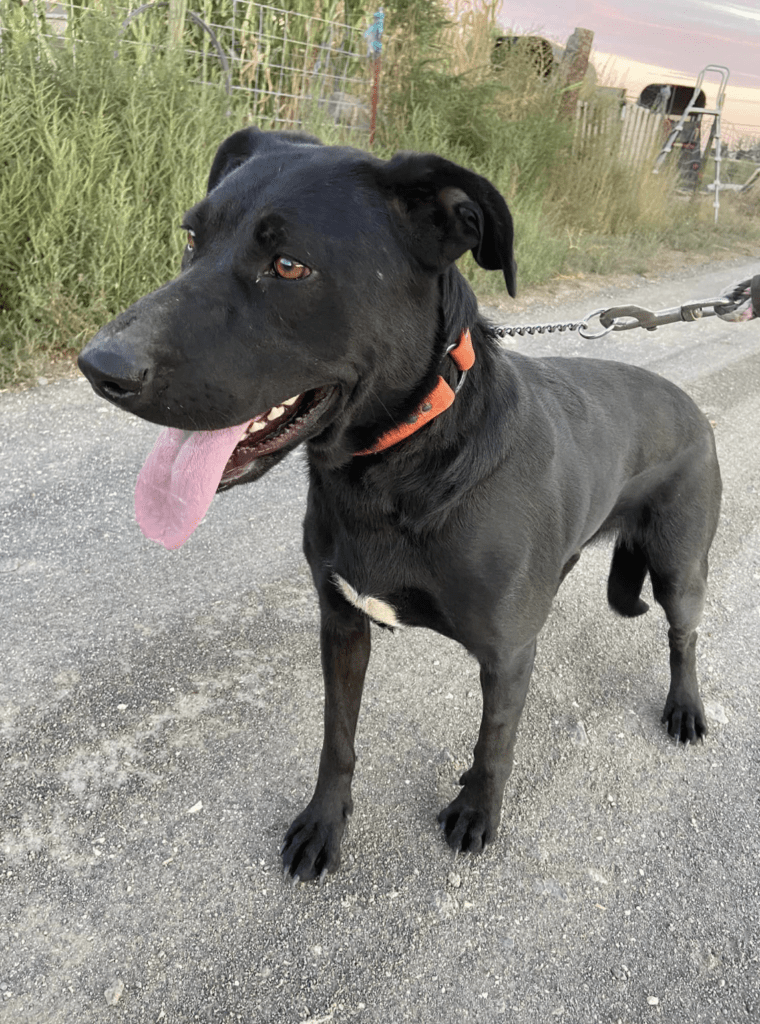 Meet Shadow - The Rock Bottom Rocker Pet Pantry